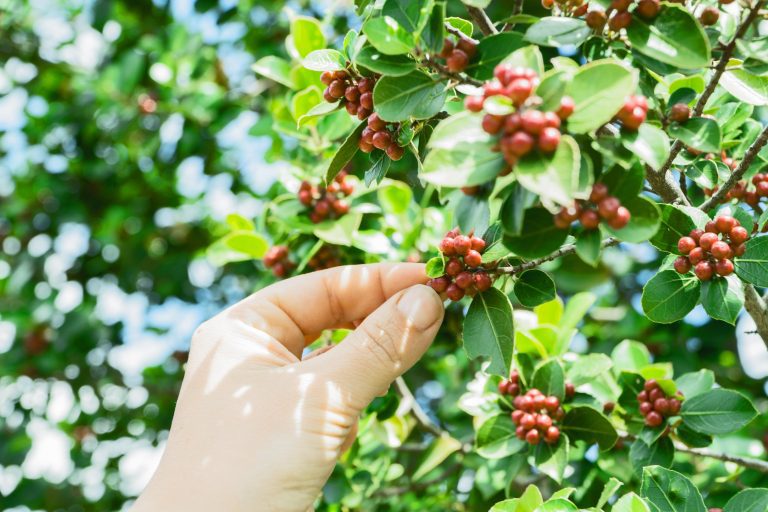 Wisata Kebun Kopi yang Instagrammable