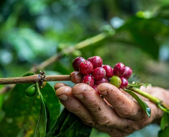 BEDAH HARGA SECANGKIR KOPI DUNIA